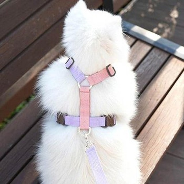 강아지 목줄 가슴줄 즐거운 산책시간 이무 여름