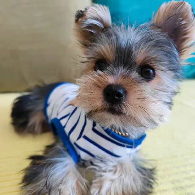 캐주얼 요크셔 테리어 강아지 옷 여름 스트라이프 애완견 민소매 조끼 소형견 강아지 치와와 셔츠 마스코타스 의류
