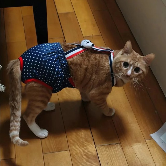 만화 여성 고양이 강아지 반바지 속옷 애완 동물 생리학 바지 작은 여자 고양이와 강아지를 위한 기저귀 팬티 시아메즈 마스코타스 팬티
