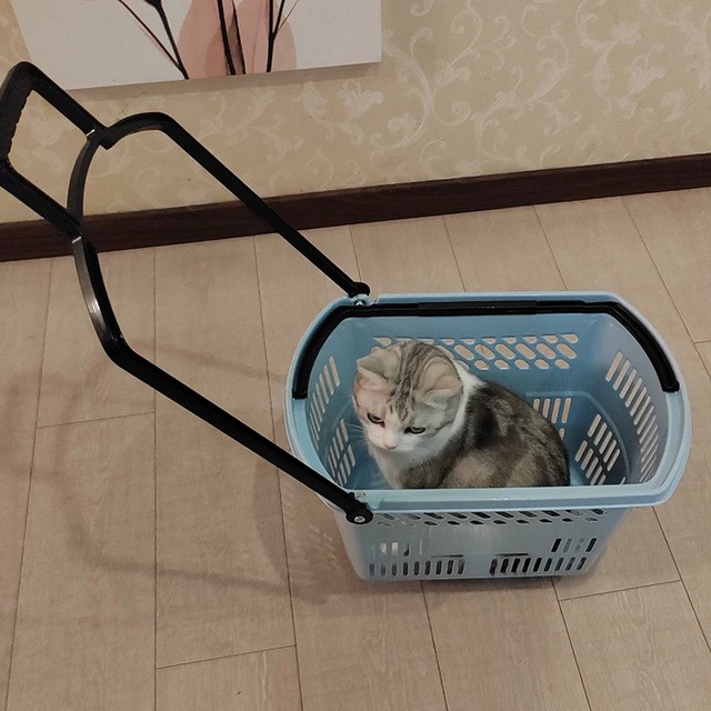 두꺼운 당김봉이 있는 애완동물 유모차 쇼핑 바구니 휴대용 야외 여행용 소형 카트 애완동물 이동 장치 플라스틱 재질