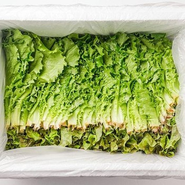 국내산 하우스재배 청상추 로메인 1kg