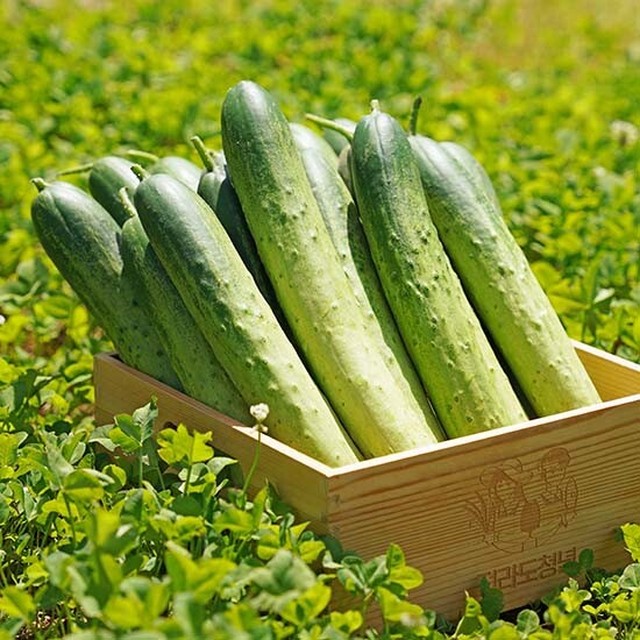 [전라도청년] 수분가득 프리미엄 백다다기 오이 상 2kg