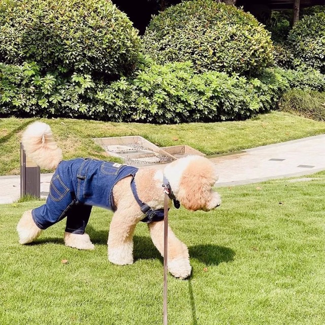 대형 개 점프 슈트 Shiba Inu 보더 콜리 Samoyed 허스키 래브라도 골든 리트리버 의류 거대한 푸들 강아지 옷 애완 동물 의류