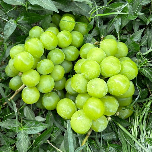 국내산 가정용 샤인머스켓 1kg 1-3수