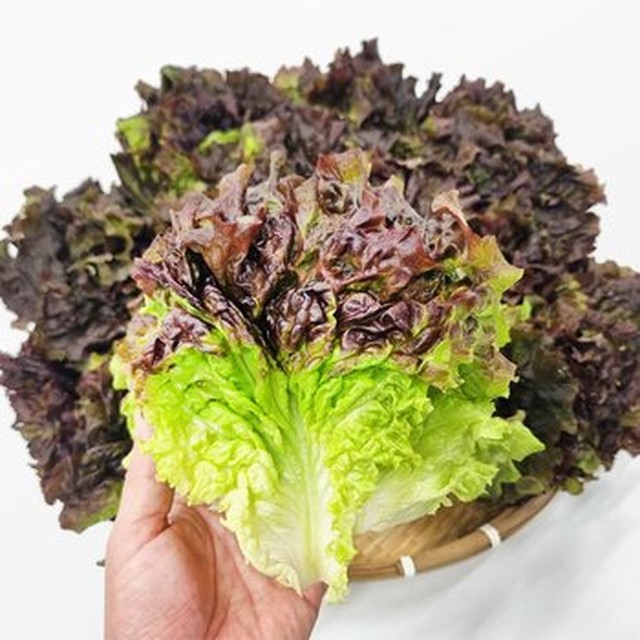 [사계절청년농부] 농장 산지직송 꽃상추 적상추 300g