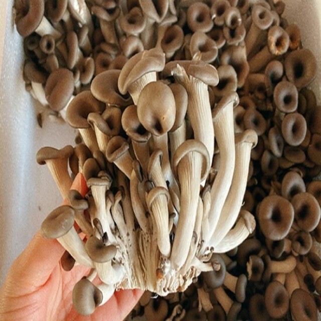 느타리버섯 2kg 특