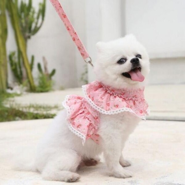블카마켓 플라워 레이스 강아지 고양이 하네스 반려동물