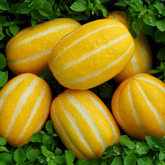 성주 참외 10kg