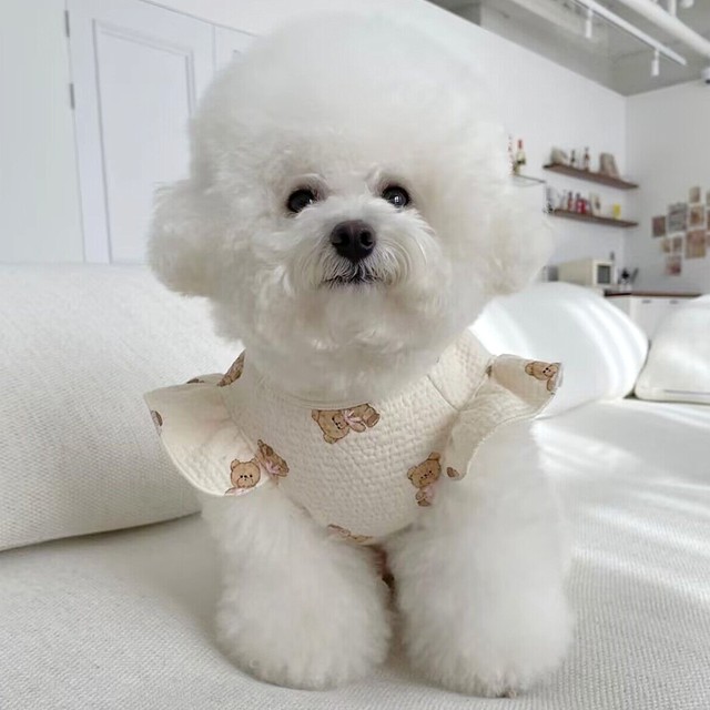 반려동물 견인 티셔츠, 테디 만화, 푸들, 부드러운 두 다리 옷, 강아지 레깅스, 강아지 제품, 베이지, 여름